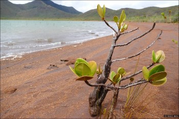 Photo de l'arbuste Garcinia amplexicaulis